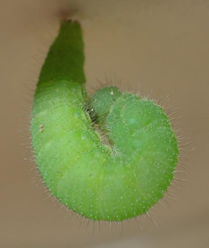 Lasiommata maera